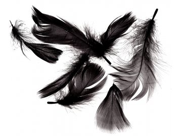 Pióra gęsie CZARNE cena za...