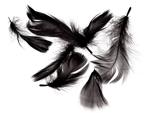 Pióra gęsie CZARNE cena za 1 opk 50g piórka drobne luzem około 1000 sztuk do ozdabiania sklep GOLD-POL