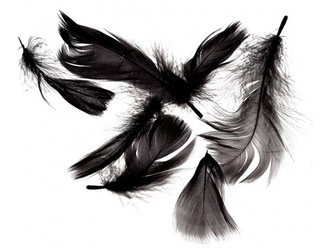 Pióra gęsie CZARNE cena za 1 opk 50g piórka drobne luzem około 1000 sztuk do ozdabiania sklep GOLD-POL