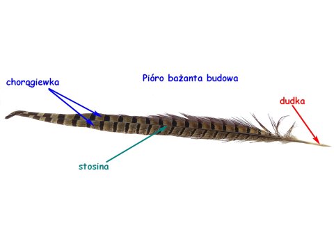 Pióra bażanta 10cm NATURALNE cena za 1szt bażant piórka oryginalne sterówki sklep z piórami GOLD-POL w Warszawie