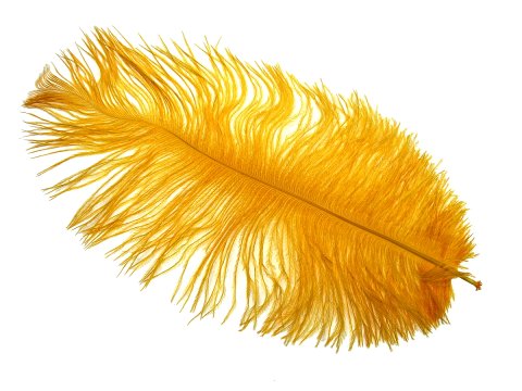 Pióra strusia 20cm ŻÓŁTY CIEMNY cena za 1szt piórka naturalne strusie oryginalne by GOLD-POL