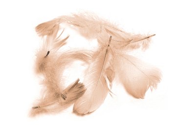 Pióra gęsie BEŻ CIELISTY...