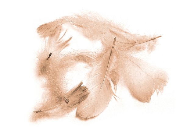Pióra gęsie BEŻ CIELISTY NUDE cena za 1 opk 50g piórka drobne luzem około 1000 sztuk do ozdabiania sklep GOLD-POL