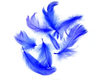 Pióra gęsie SZAFIR...