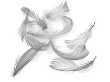 Pióra gęsie SZARY JASNY...