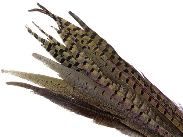 Pióra bażanta 30cm-40cm NATURALNE cena za HURT 50szt bażant piórka oryginalne sterówki sklep z piórami w Warszawie